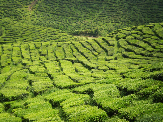 Dove si coltiva il tè nel mondo?
