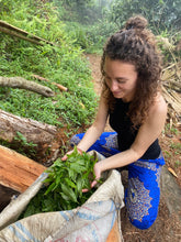 Carica l'immagine nel visualizzatore di Gallery, In visita: foglie di tè appena raccolte