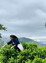 Carica l'immagine nel visualizzatore di Gallery, Raccolta tè da alberi antichi selvatici, nord del Vietnam, Ha Giang