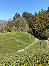 Carica l'immagine nel visualizzatore di Gallery, Tè verde Sakura Sencha (Giappone)