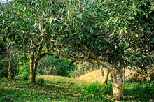 Carica l'immagine nel visualizzatore di Gallery, Alberi di te centenari a Suoi Giang - Vietnam del Nord