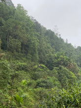 Carica l'immagine nel visualizzatore di Gallery, La natura incontaminata dal quale sono circondate le foreste di tè nel quale cresce questo tè