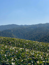 Carica l'immagine nel visualizzatore di Gallery, Tè oolong needle Obubu (Giappone)