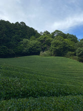 Carica l'immagine nel visualizzatore di Gallery, Tè verde tostato Hojicha in polvere (Giappone)