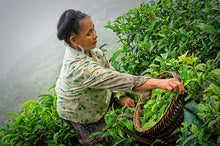 Carica l'immagine nel visualizzatore di Gallery, Donna di etnia H'mong che raccoglie il te