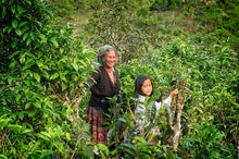 Carica l'immagine nel visualizzatore di Gallery, Famiglia nella foresta di te a Suoi Giang