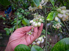 Carica l'immagine nel visualizzatore di Gallery, Fiori di pomelo prima del raccolto