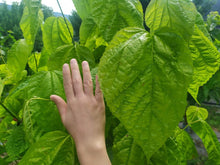 Carica l'immagine nel visualizzatore di Gallery, Foglie di Gelso_infuso tisana