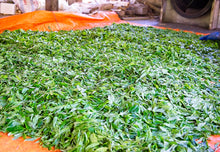 Carica l'immagine nel visualizzatore di Gallery, Foglie di tè appena raccolte, lasciate essiccare all'aria