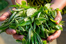 Carica l'immagine nel visualizzatore di Gallery, Foglie di tè appena raccolte