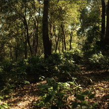 Carica l'immagine nel visualizzatore di Gallery, Tè nero Lahu (Thailandia)