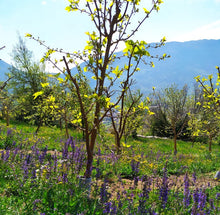 Carica l'immagine nel visualizzatore di Gallery, Gelseto Italia