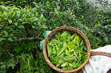 Carica l'immagine nel visualizzatore di Gallery, Gerla con foglie di tè appena raccolte