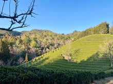 Carica l'immagine nel visualizzatore di Gallery, Giardini di tè giapponesi