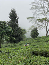 Carica l'immagine nel visualizzatore di Gallery, Tè verde Selim Hill (India)