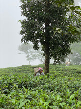 Carica l'immagine nel visualizzatore di Gallery, Tè verde Selim Hill (India)