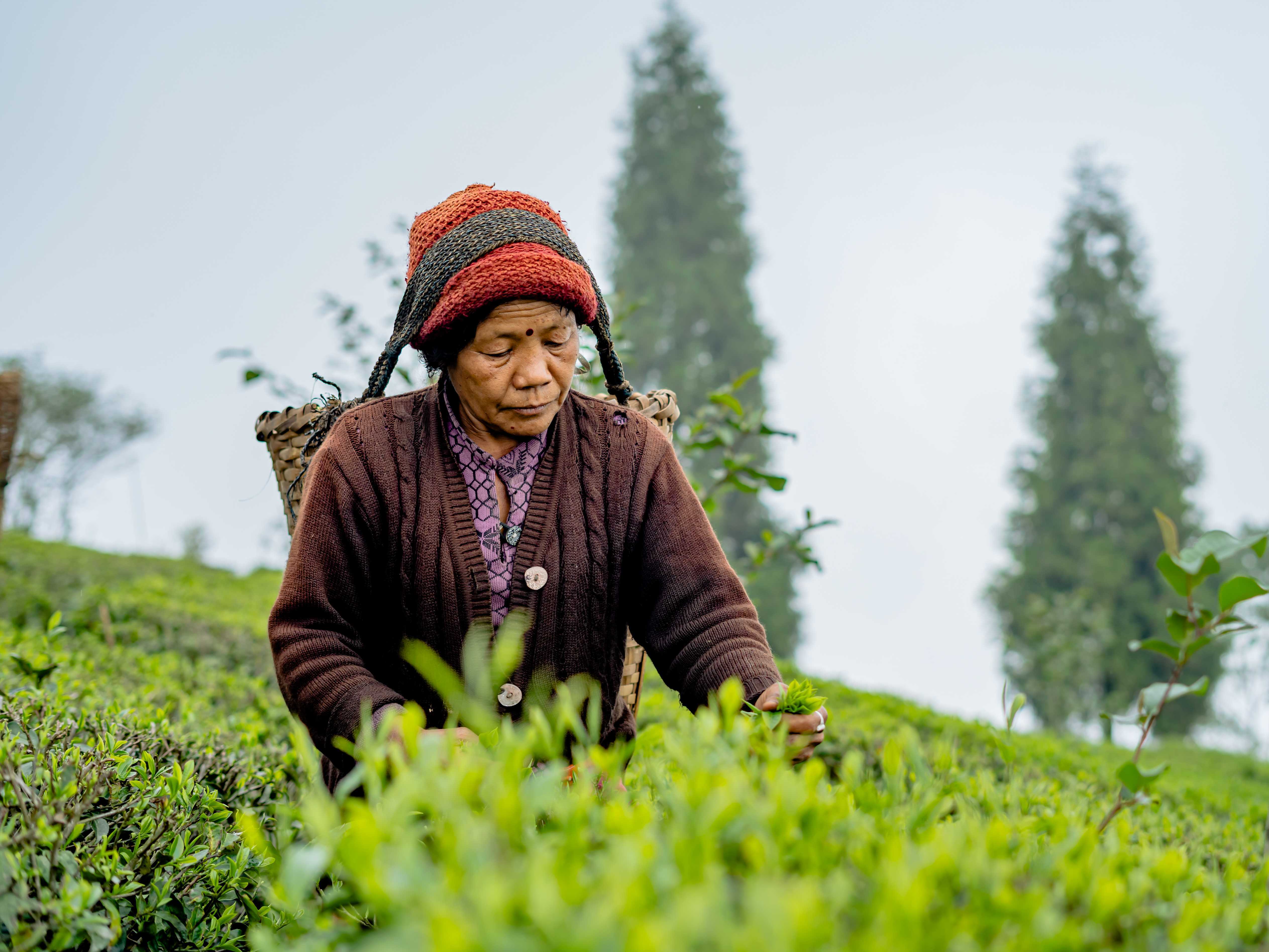 Tea plucker in Nepal, Tè nero Kathmandu