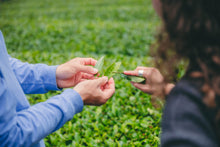 Carica l'immagine nel visualizzatore di Gallery, Tè verde Genmaicha & Matcha (Giappone)