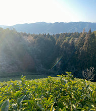 Carica l'immagine nel visualizzatore di Gallery, Piantagioni di tè giappone, wazuka