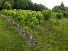 Carica l'immagine nel visualizzatore di Gallery, Piante di gelso, gelseto in Italia