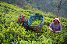 Carica l'immagine nel visualizzatore di Gallery, Tè verde Kanchanjangha (Nepal)