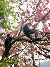 Carica l'immagine nel visualizzatore di Gallery, Tè verde Sakura Sencha (Giappone)