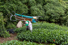 Carica l'immagine nel visualizzatore di Gallery, Tè verde Yanagi Bancha (Giappone)