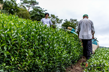 Carica l'immagine nel visualizzatore di Gallery, Tè oolong needle Obubu (Giappone)