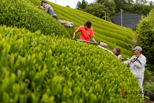 Carica l'immagine nel visualizzatore di Gallery, Tè verde Sakura Sencha (Giappone)