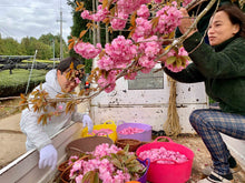 Carica l'immagine nel visualizzatore di Gallery, Tè verde Sakura Sencha (Giappone)