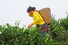 Carica l'immagine nel visualizzatore di Gallery, Tea plucker nel nord del Vietnam, Suoi Giang