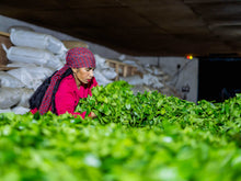 Carica l'immagine nel visualizzatore di Gallery, Tè verde Kanchanjangha, Ilam, Nepal