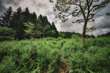 Carica l'immagine nel visualizzatore di Gallery, Tè verde Kukicha e Yuzu (Giappone)