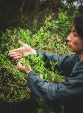 Carica l'immagine nel visualizzatore di Gallery, Tè verde Kukicha e Yuzu (Giappone)