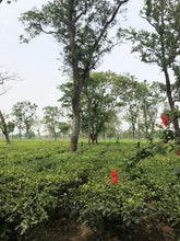 Carica l'immagine nel visualizzatore di Gallery, Doke Tea Garden Bihar India