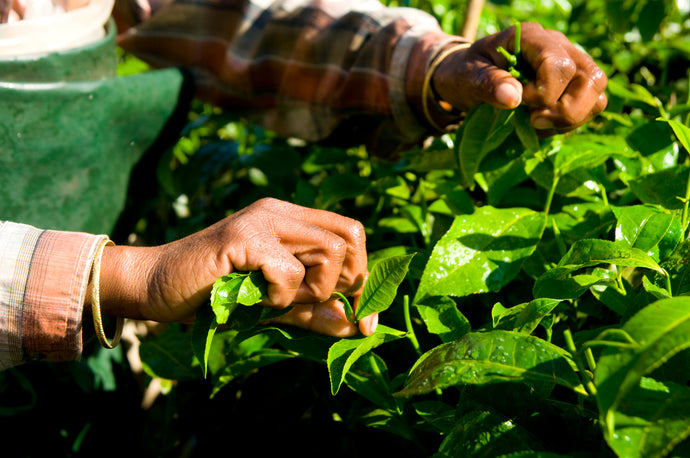 Tè First flush e Second flush: le differenze tra i raccolti del Darjeeling