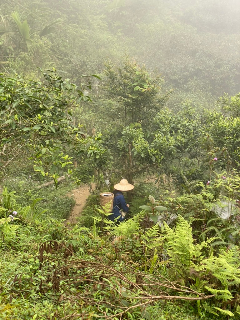 Raccolta tè, nord del Vietnam, Ha Giang