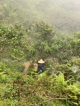 Carica l&#39;immagine nel visualizzatore di Gallery, Raccolta tè, nord del Vietnam, Ha Giang
