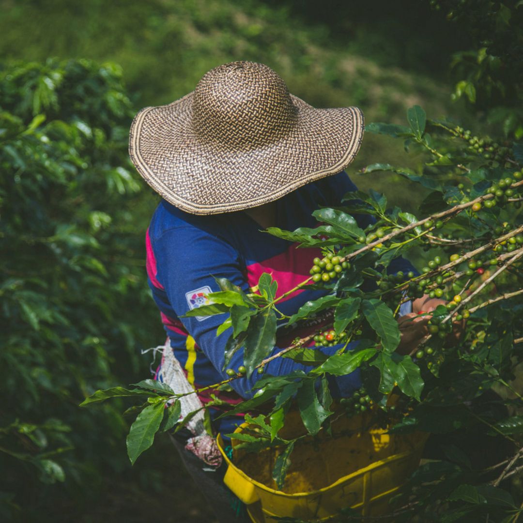 Box Colombia | Caffè e Tisana