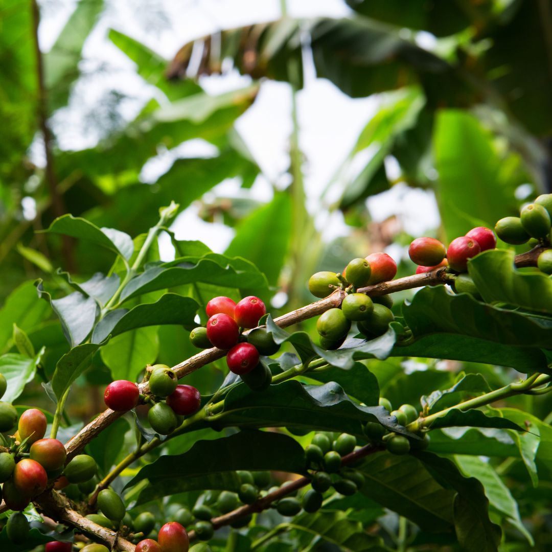 Box Colombia | Caffè e Tisana
