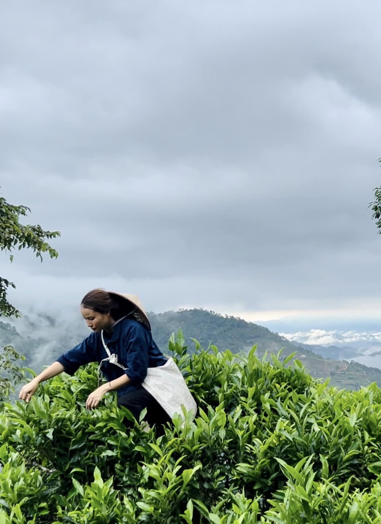 Raccolta tè da alberi antichi selvatici, nord del Vietnam, Ha Giang
