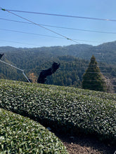 Carica l&#39;immagine nel visualizzatore di Gallery, Tè verde Sakura Sencha (Giappone)
