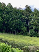 Carica l'immagine nel visualizzatore di Gallery, Tè verde tostato Hojicha in polvere (Giappone)
