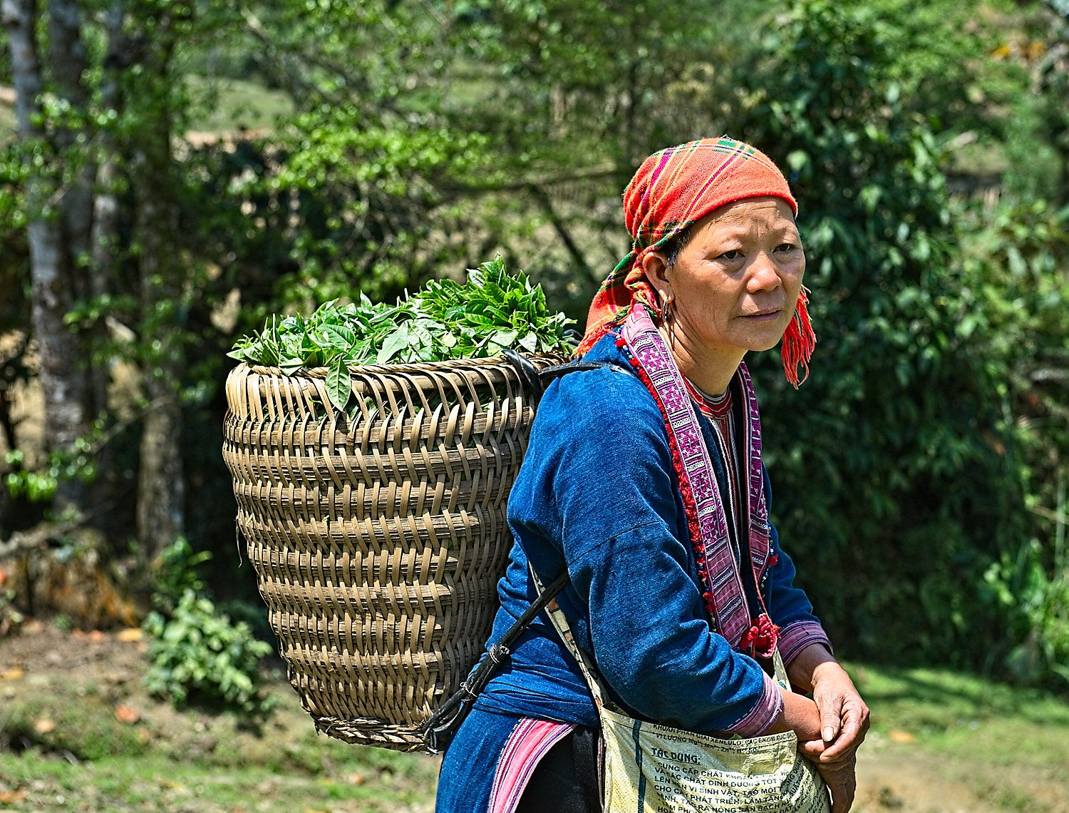 Raccoglitrice di tè, con raccolto fresco, nel nord del Vietnam