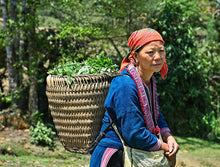 Carica l&#39;immagine nel visualizzatore di Gallery, Raccoglitrice di tè, con raccolto fresco, nel nord del Vietnam

