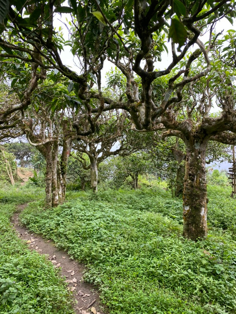 Foreste di tè, nel nord del Vietnam, dove viene raccolto il nostro tè nero Snow Shan