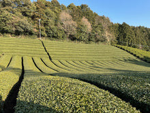 Carica l&#39;immagine nel visualizzatore di Gallery, Giardini di the giappone
