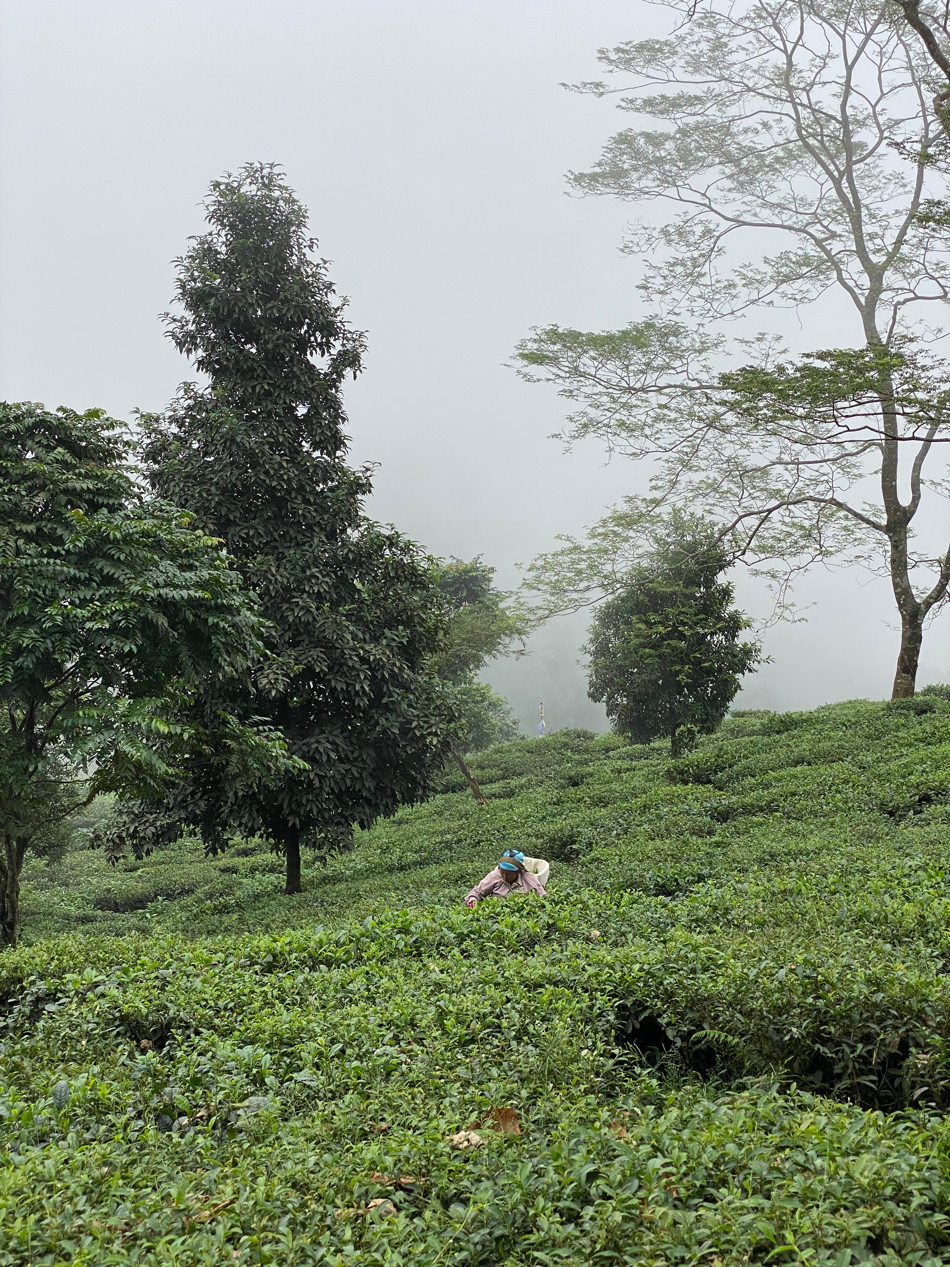 Tè verde Selim Hill (India)