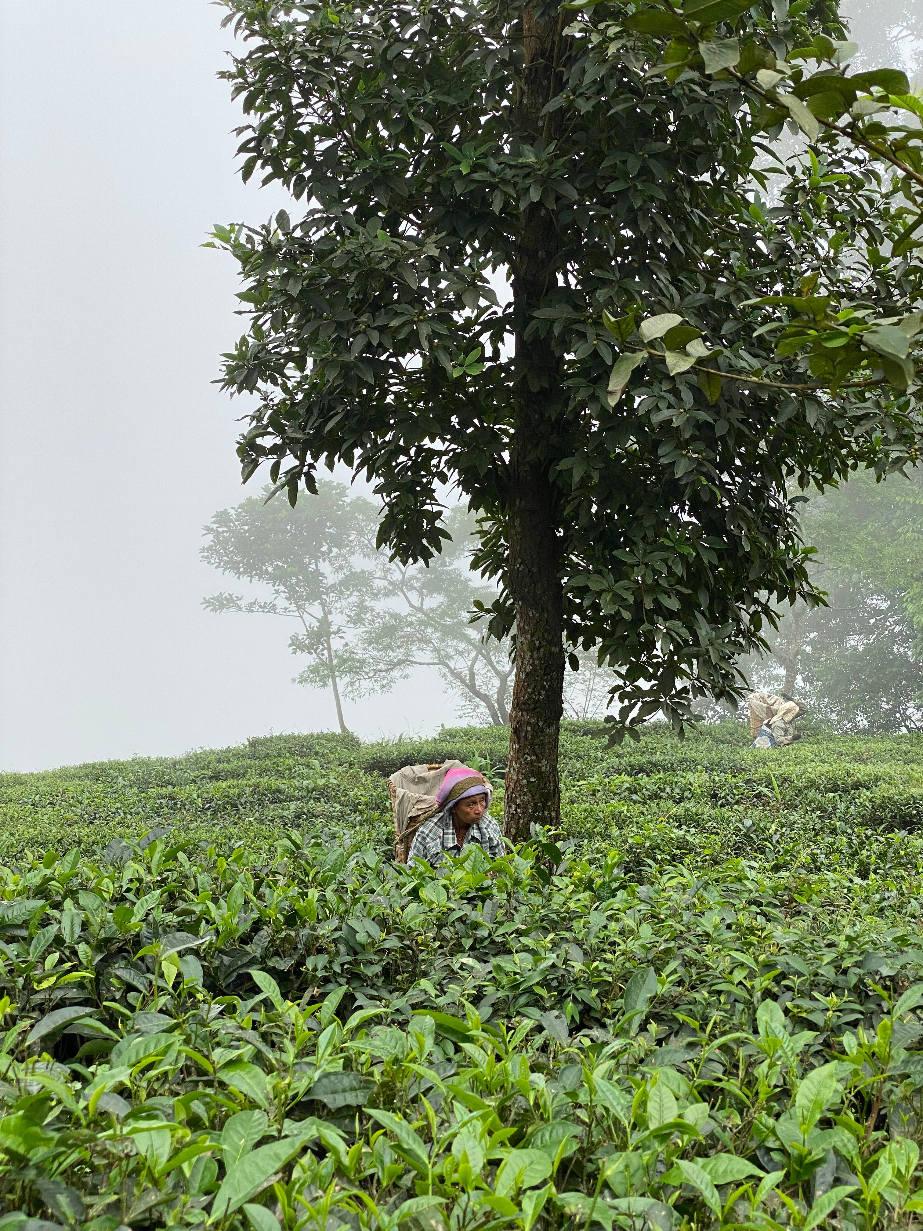 Tè verde Selim Hill (India)