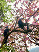 Carica l&#39;immagine nel visualizzatore di Gallery, Tè verde Sakura Sencha (Giappone)
